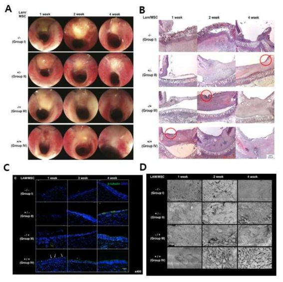 세포외기질 성분인 laminin과 인간 간엽줄기세포(Mesenchymal stem cells, MSC)를 이용한 기관 지지체의 체내 점막 재생능 비교. A. Laminin과 MSC 처리에 따른 기관 지지체의 내시경 소견. B. 조직염색학적 분석 기법을 이용한 점막 재생능 비교. C. β-tubulin 면역형광염색법을 이용한 기관 섬모세포 재생 비교. D. SEM을 이용한 섬모재생 비교