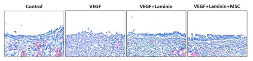 개발된 지지체의 기능학적 재생을 확인하기 위한 ciliated cells 관찰