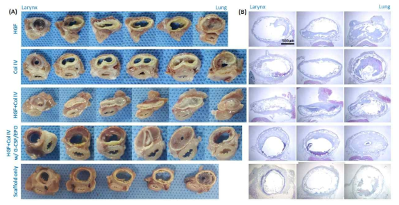 생체활성인자가 도포된 기관 지지체 이식 4주 후, 1cm 간격으로 자른 기관의 모습(A)과 자른 기관의 H&E 염색 모습(B)