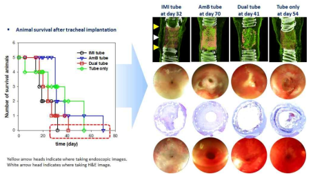 항진균/항생제가 포접된 기관 지지체 이식 후, 동물의 생존률과 최후 생존한 동물의 기관의 모습. (Image of microCT – Endoscopic image near larynx – H&E stained image of the center of implanted scaffold –Endoscopic image near lung)