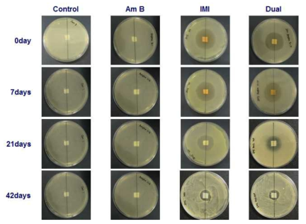 지지체에서 방출된 약물의 Pseudomonas aeruginosa 사멸 효과