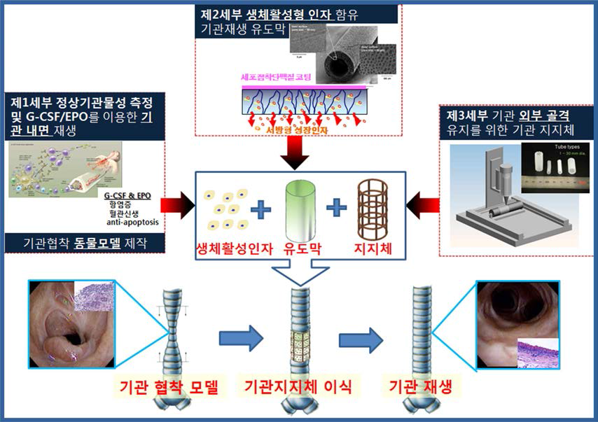 생체활성형 기관 유도관/3D printing 기법으로 제작된 생체 모사형 기관 지지체 복합체의 개발