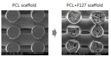 Polycaprolactone 스캐폴드 (PCL 스캐폴드)와 pore가 형성된 PCL+F127 스캐폴드