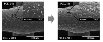 PCL 스캐폴드의 세포 실험 결과 (24시간,72시간)