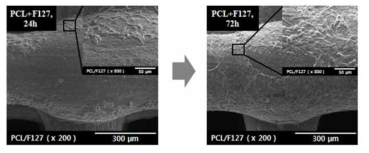 PCL+F127 scaffold의 세포 실험 결과 (24시간, 72시간)