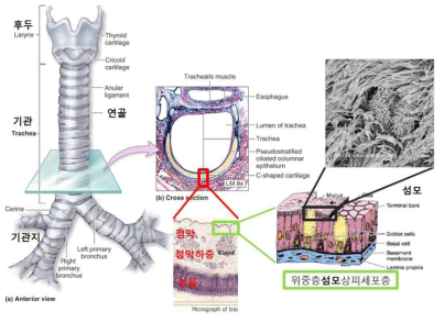 기관의 구조. 기관의 골격은 기관 연골에 의해 유지되며 기관의 기능은 기관 점막으로 유지됨