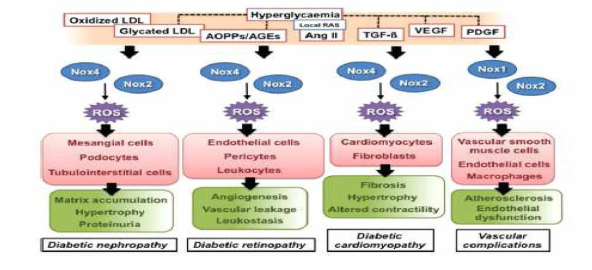 Nox의 활성화에 따른 다양한 질환의 생성