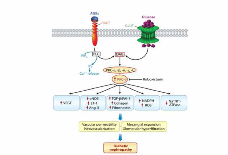 고농도 포도당에 의흔 당뇨병성 신증의 유발시 PKC의 기능