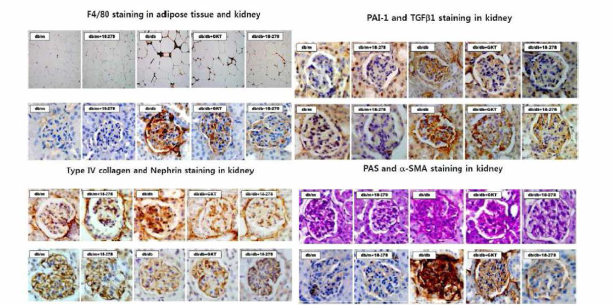 실험동물에서 치료 3개월 후 신장의 조직 변화
