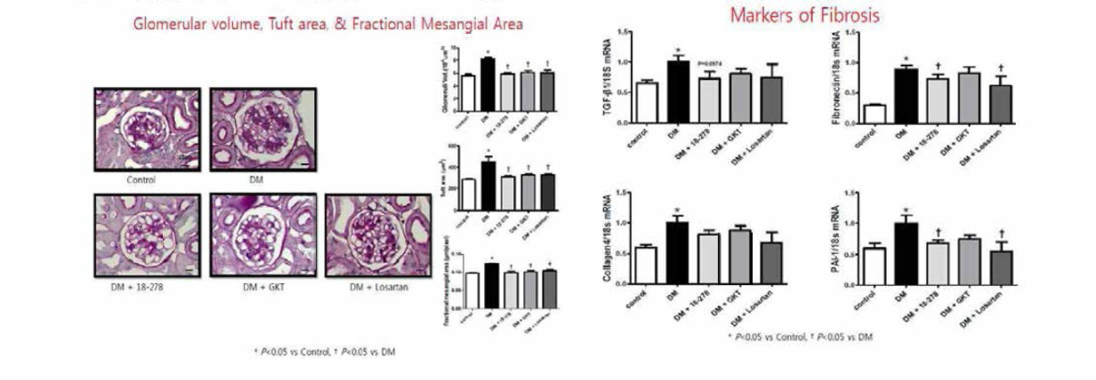 실험동물에서 치료 3개월 후 사구체의 조직학적 변화 및 신장의 섬유화단백의 변화