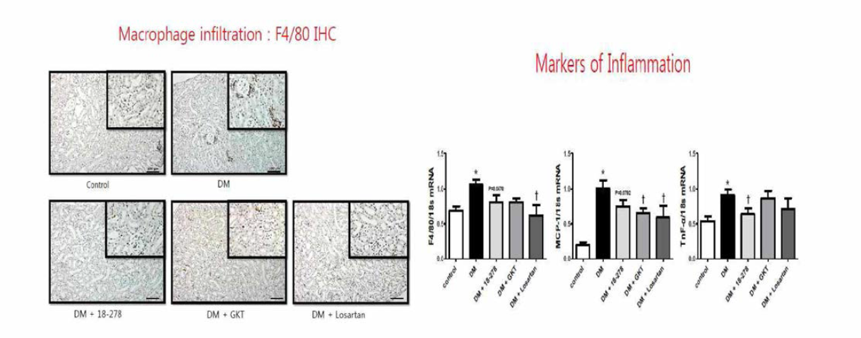 실험동물에서 치료 3개월 후 신장의 염증세포의 침윤