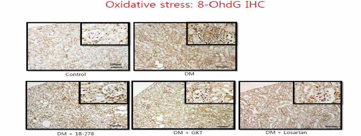 실험동물에서 치료 3개월 후 신장의 8-0hdG의 발현