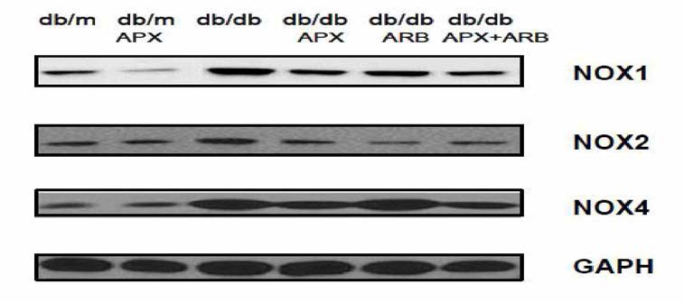 실험동물에서 치료 3개월 후 신장의 NOX 단백 발현 변화