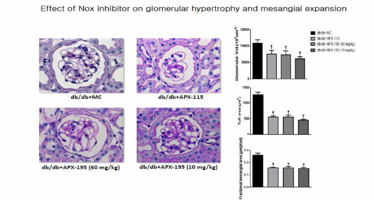 실험동물에서 치료 3개월 후 신장의 구조적 변화