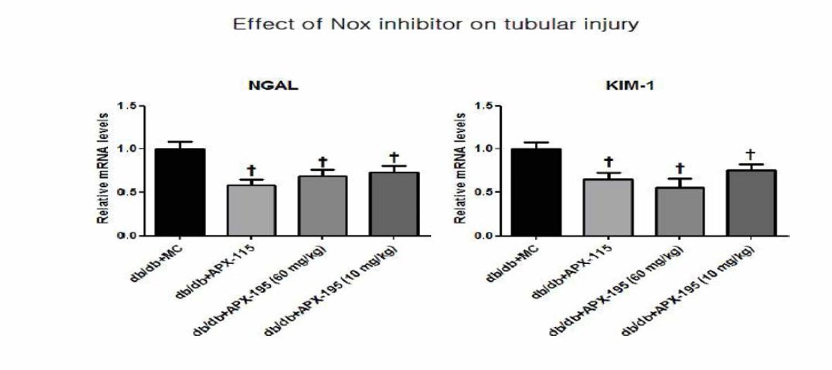 실험동물에서 치료 3개월 후 신장의 세뇨관 손상 유전자 발현 변화