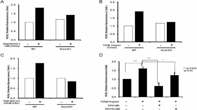 TGFβ, angiotensin II, high glucose에 의한 활성산소 생성