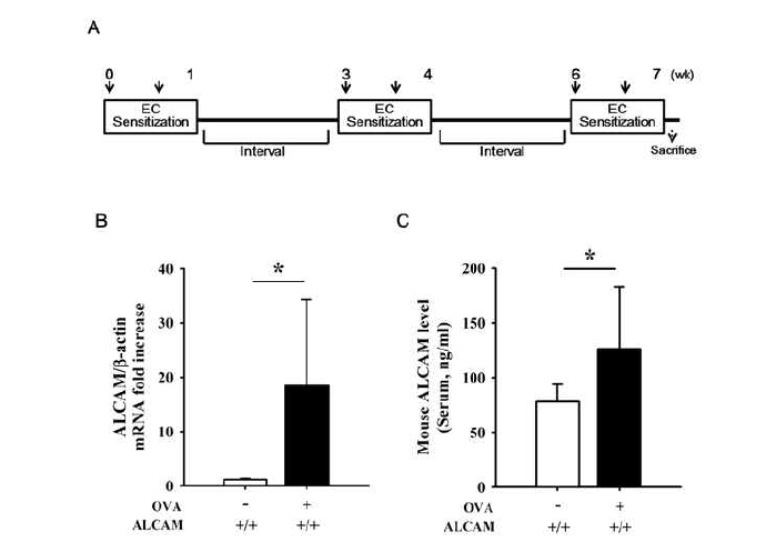 Ovalbumin으로 아토피 피부염을 유도한 ALCAM Knock-out 마우스