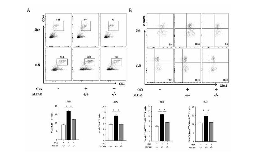 Ovalbumin으로 유도한 아토피 피부염 마우스 모델에서 CD4+ T세포의 확인