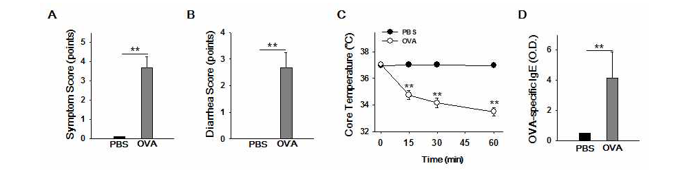 OVA로 감작한 마우스의 증상 변화