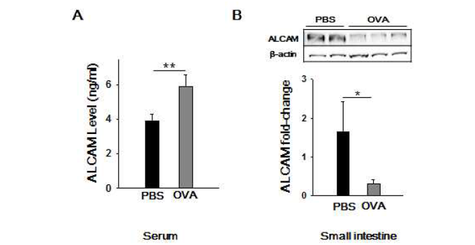 식품알레르기 모델 마우스에서 ALCAM의 발현량 변화