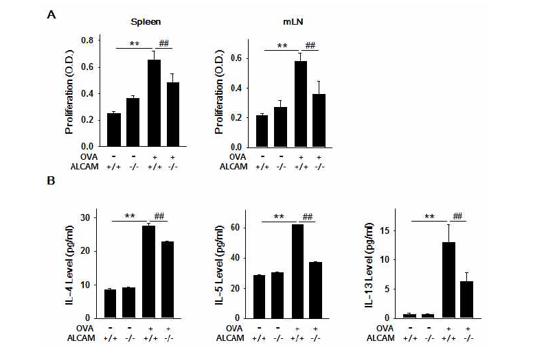 식품알레르기가 유도된 마우스의 total cell proliferation 변화