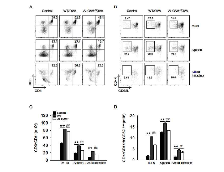 마우스 spleen, mLN, 소장 내의 T cell activation