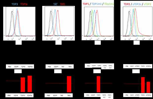 Jurkat T 세포주에 TDP 유효서열을 5uM로 1시간 처리 후 FACS 분서기법으로 분석한 결과 TDP3, TDP3c, TATc, TDP1, TDP2, TDP2c 등이 ICD50(세포 내 50% 전달농도)≤ 5uM 를 충족함