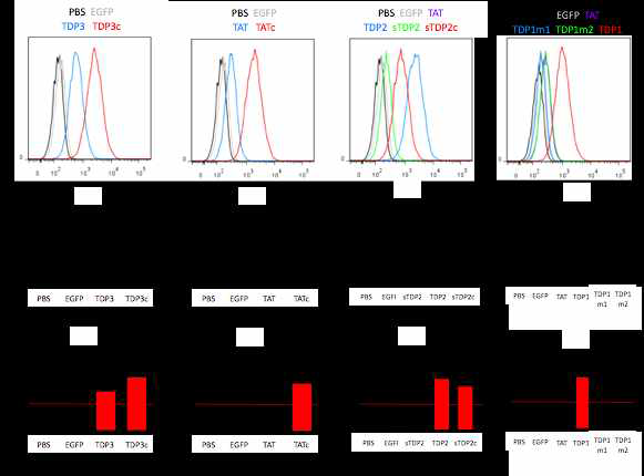 HaCaT 피부 표피세포주에 TDP 유효서열을 5uM로 1시간 처리 후 FACS 분서기법으로 분석한 결과 TDP3, TDP3c, TATc, TDP1, TDP2, TDP2c 등이 ICD50(세포 내 50% 전달농도)≤ 5uM 를 충족함