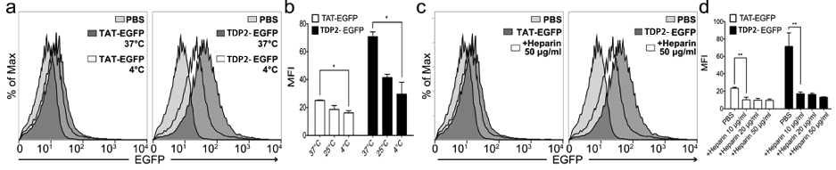 TDP 유효서열 TDP2 펩타이드 및 TDP 융합 형광단백질의 세포 내 전달 메커니즘 분석. (a, b) TAT, TDP-EGFP 모두 에너지 의존적 엔도사이토시스를 통해 세포내로 전달됨을 확인. (c, d) TAT, TDP-EGFP 모두 heparan sulfate mediated endocytosis 를 통해 세포내로 전달됨을 확인함