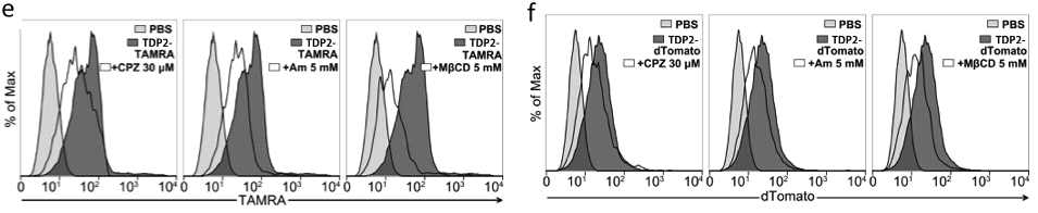 TDP 유효서열 TDP2 펩타이드의 경우 clathrin, caveolin, lipid-raft mediated endocytosis를 통해 세포내로 전달되며, TDP2 융합 형광단백질은 lipid-raft mediated endocytosis를 통해 세포내로 전달됨을 확인함