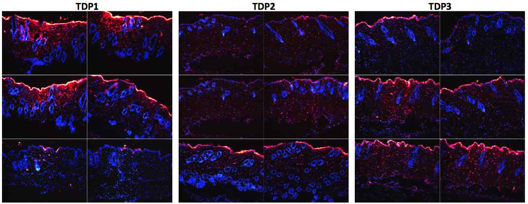 C57BL/6 마우스의 털을 제모한 후, 등 피부에 100ug의 각 TDP 융합 형광단백질을 도포하여 2시간동안 전달한 결과, AP, TDP2, TDP3 모두 표피 및 진피층까지 잘 전달됨을 확인함