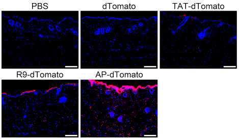 TDP1-dTomato (AP-dTomato)가 기존에 잘 알려진 펩타이드 서열인 TAT, R9보다 높은 효율로 피부조직을 투과함을 확인함