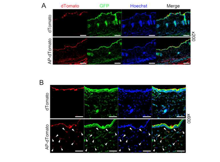 GFP Tg 마우스의 털을 제모한 후, 등 피부에 100ug의 각 dTomato, TDP1-dTomato (AP-dTomato) 융합 형광단백질을 도포하여 6시간동안 전달한 결과 AP-dTomato는 표피 뿐만 아니라 진피층까지 전달되는 것을 확인하였으며, 세포 내로 전달됨을 확인함 (화살표)
