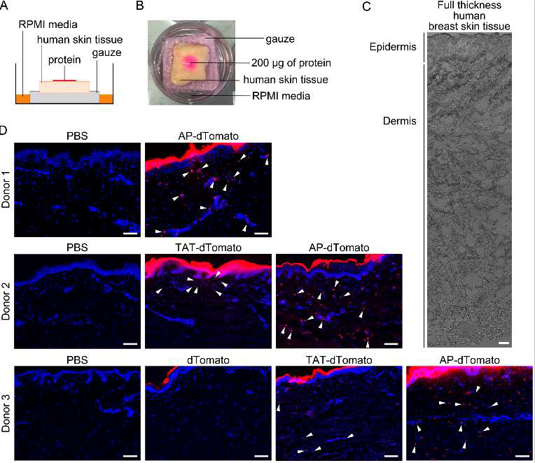 인간 가슴 피부조직의 털을 제모한 후, 피부에 200ug의 각 융합 형광단백질을 도포하여 12 시간동안 전달한 결과 AP-dTomato는 표피 뿐만 아니라 진피층까지 전달되는 것을 확인하였으며, 세포 내로 전달됨을 확인함 (화살표)