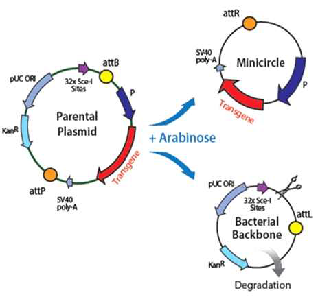 세포 형질전환 시 Mini-circle plasmid의 작용기작