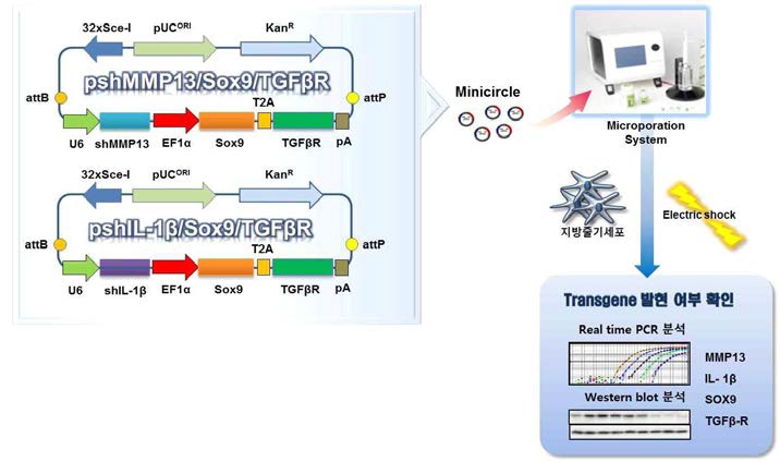 연골분화 촉진 동화 인자 및 연골기질 파괴 이화 인자 shRNA 탑재 polycistronic mini-circle 벡터 제조 및 이들의 발현 분석 확인