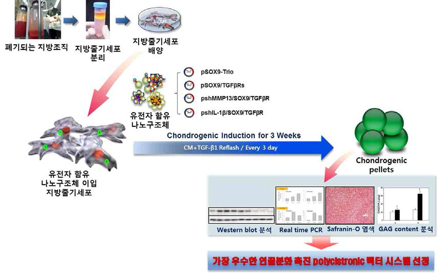 고효율 연골분화 촉진 polycistronic 벡터 봉입 나노구조체 선정을 위한 연구모식도