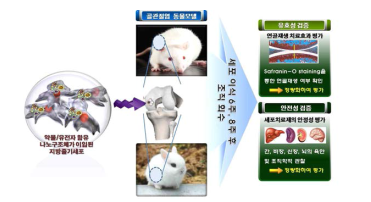 골관절염 동물 모델에서 세포/유전자 치료제의 연골재생 및 보호효과 탐색 모식도