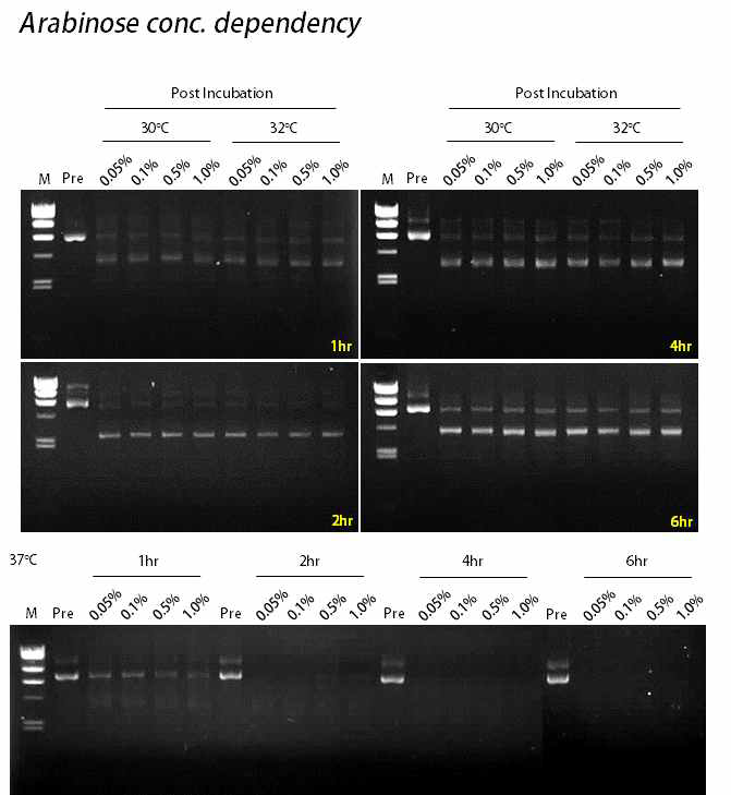 Induction 온도와 arabinose 처리 농도에 따른 minicircle 생산효율 분석