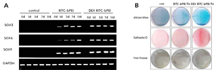 PCR 및 histology 기술을 이용한 polycistronic vector의 세포 내 도입 확인