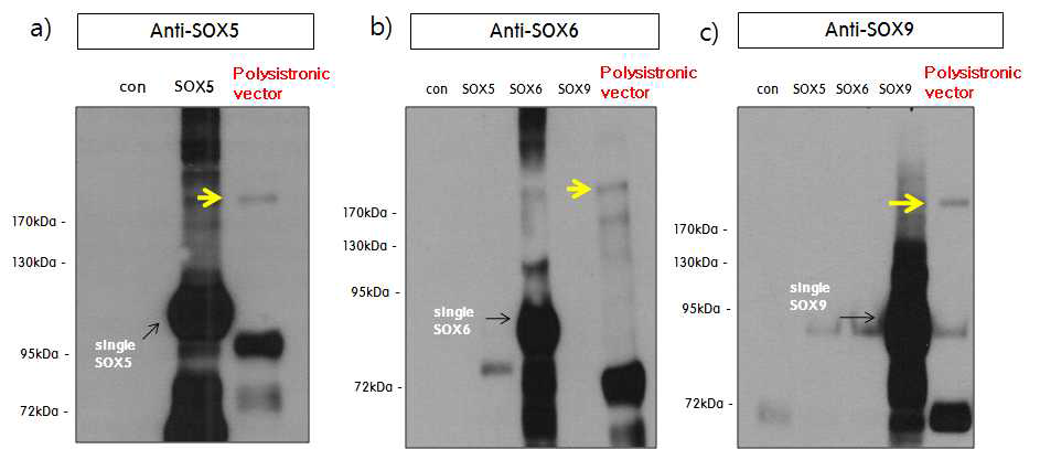 Western blotting 기술을 이용한 나노구조체에 탑재된 polycistronic vector의 세포내 도입 확인