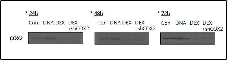 마이크로 입자에 탑재된 치료약물과 치료 유전자의 염증완화 검증