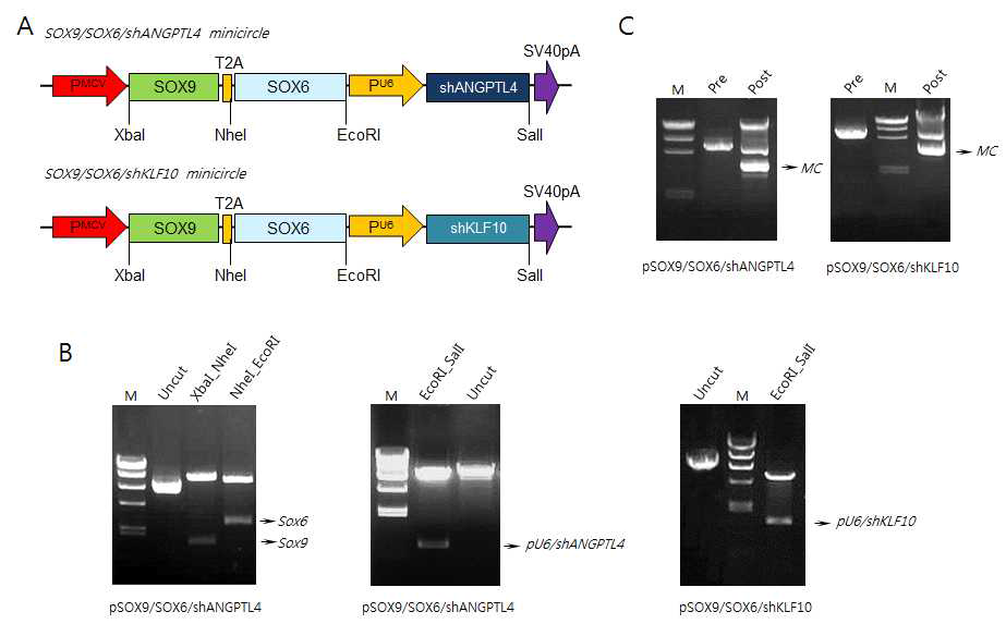 2종의 pMC-SOX9_SOX6_shKLF10 및 pMC-SOX9_SOX6_shANGPTL4의 구축. vector 디자인 (A)과 enzyme cutting을 통한 유전자의 삽입 확인 (B). ZYCY competent cell에 transformation 이후 arabinose 처리에 의한 minicircle (MC)의 생산 확인(C)