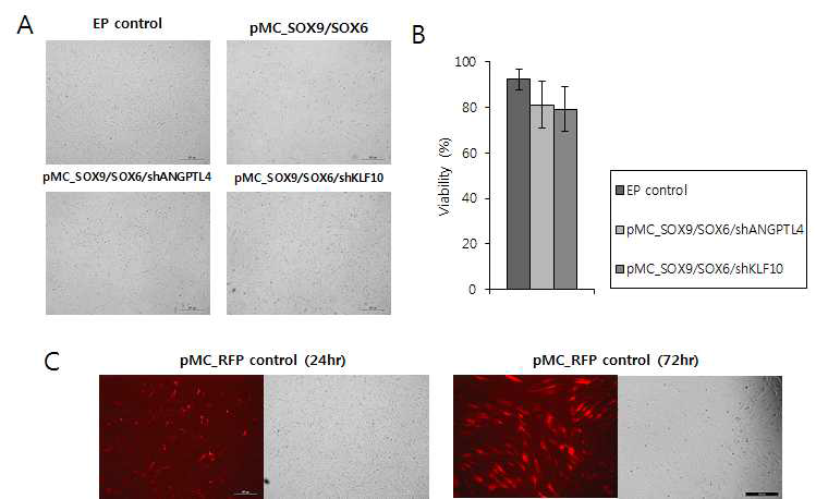 지방줄기세포에 transfection 된 minicircle 벡터의 viability (A-B) 및 시간에 따른 RFP 유전자의 발현 확인 (C)