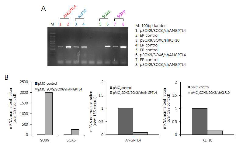 RT-PCR (A) 및 real-time quantitative PCR (B)에 의한 SOX9/SOX6 유전자의 overexpression 및 ANGPTL4/KLF10 유전자의 knockdown 확인