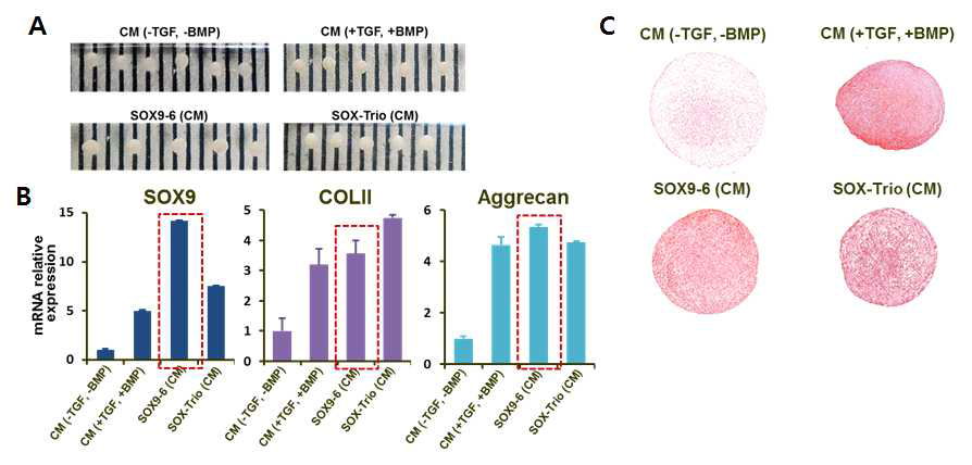 polycistronic non-viral vector 이입 지방줄기세포를 이용한 연골분화 연구. pellet 형성 확인 (A), 연골분화 marker 유전자의 발현 증가 확인 (B), Safranin-O 염색법에 의한 연골분화 효율 확인 (C)