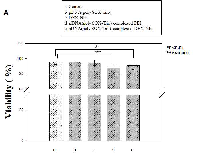 polycistronic non-viral vector가 탑재된 나노구조체의 세포독성 확인