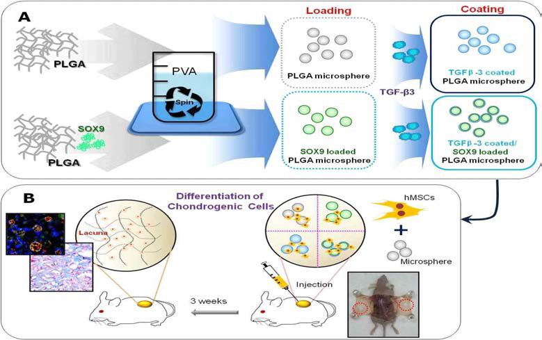 연골분화 촉진 동화 인자가 탑재된 미립구를 이용한 줄기세포의 특정세포로의 분화모식도