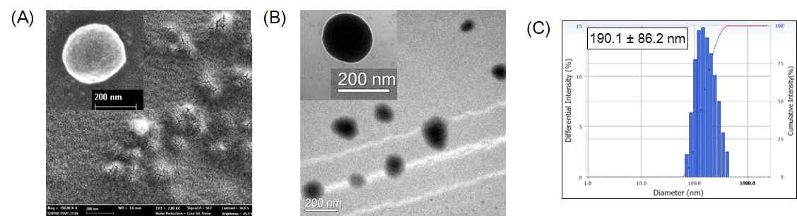 RDb와 MCsox9/6/shANG complex 의 형태 및 사이즈 확인, (A) SEM, (B) TEM, (C) DLS