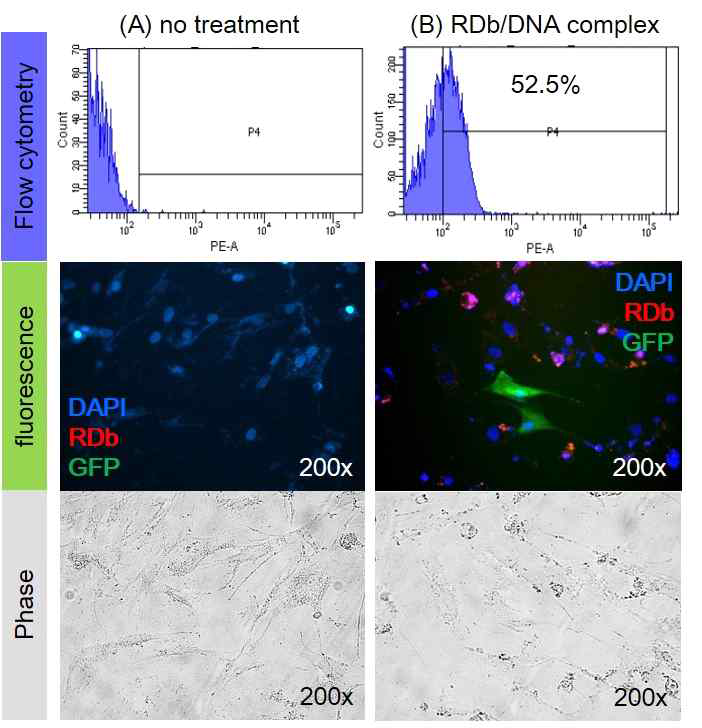 RDb polymer의 transfection효율 (a) 지방줄기세포 control, (b) RDb_MCsox9/6/shANG complex의 지방줄기세포로의 transfection 효율